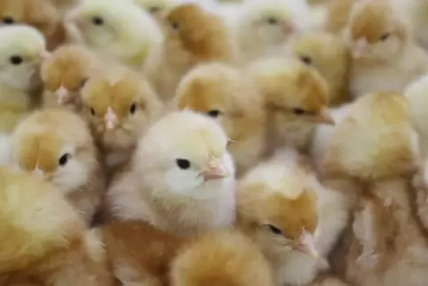 Um sie geht es: frisch geschlüpfte Hühnerküken sollen künftig nicht umgehend wieder getötet werden.