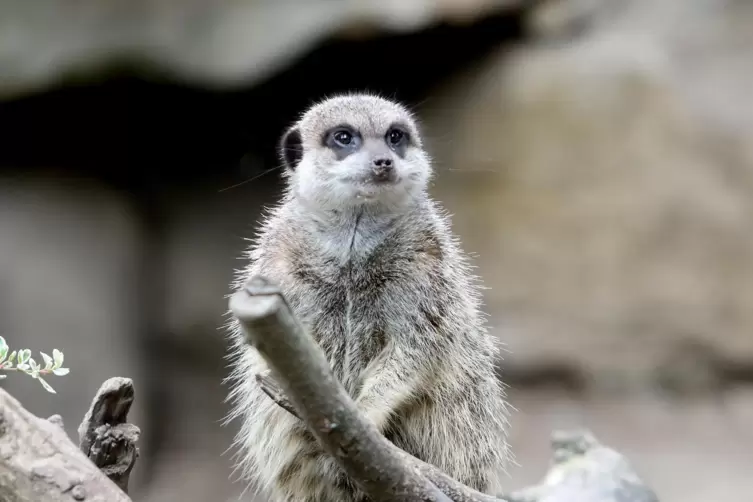 Auch Erdm&auml;nnchen werden h&auml;ufig mit Eintagsk&uuml;ken gef&uuml;ttert. 