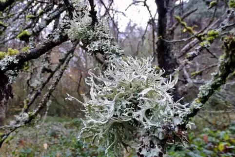 Korallenförmig wächst diese Strauchflechte am Baum.