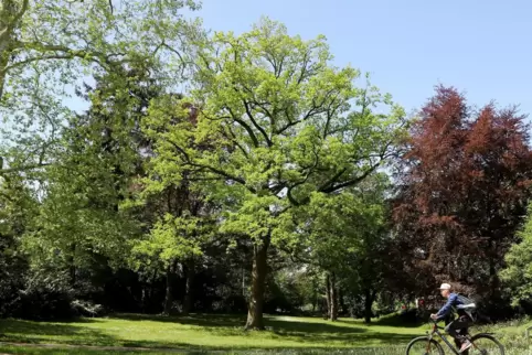 Statt wie bisher geplant durch den Park soll die Radroute um den Goethepark herumführen. 