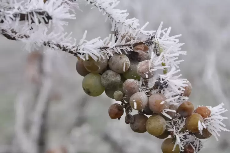 Schneebedeckte Trauben an einem Weinberg. 