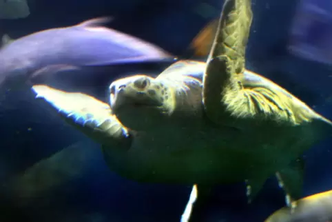 Im Sealife Speyer: Wasserschildkröte Marty Im Sealife Speyer: Wasserschildkröte Marty