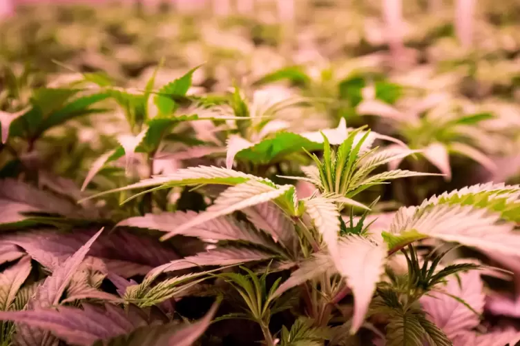 Cannabisplanzen stehen im Blühraum einer Produktionsanlage von Aphira für medizinisches Cannabis.