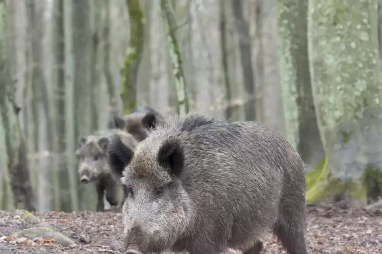 Wildschweine dringen auf dem Einsiedlerhof sogar in die Wohngebiete vor. Schuld daran sind auch Bürger, die die Tiere gefüttert 