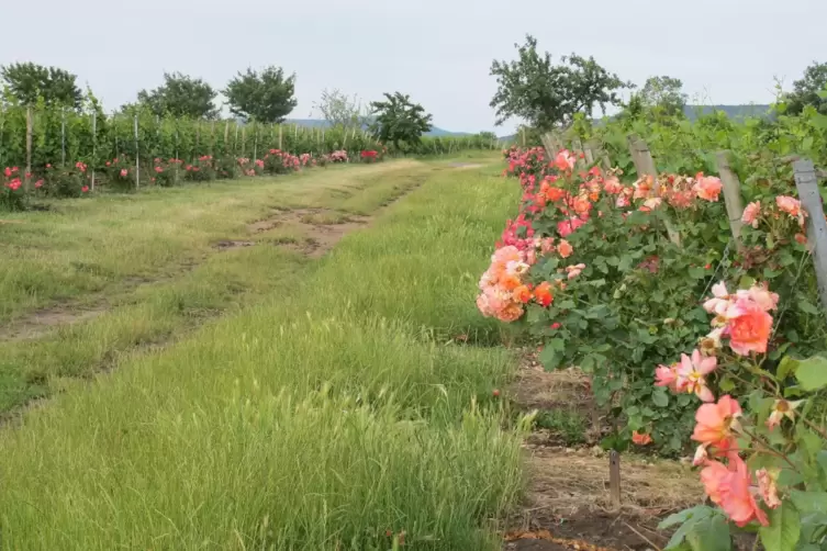Über 2000 Rosenstöcke wurden gepflanzt.