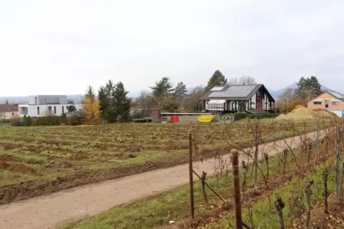 Das Neubaugebiet Am Kalkgrubenweg soll am nordöstlichen Rand von Godramstein entstehen. Die Wingerte sind schon gerodet. 