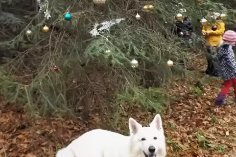 Wieder wurden im Bienwald Tannenbäume weihnachtlich geschmückt. Schäferhund Maily gefällt’s.