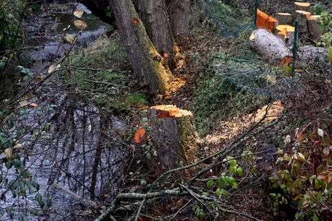 In Nußbach sind Bäume gefällt worden.