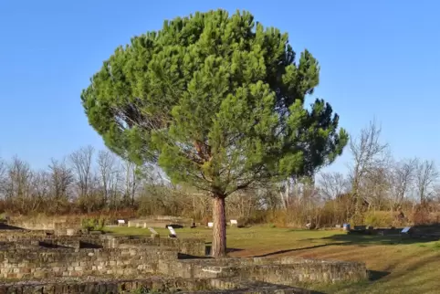 Die Pinie der Villa rustica ist eine Stiftung der „Wachtenburg Winzer“.