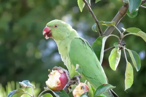 papagei