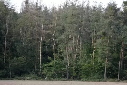 Viele Kiefern sterben durch die trockenen Sommer ab. 