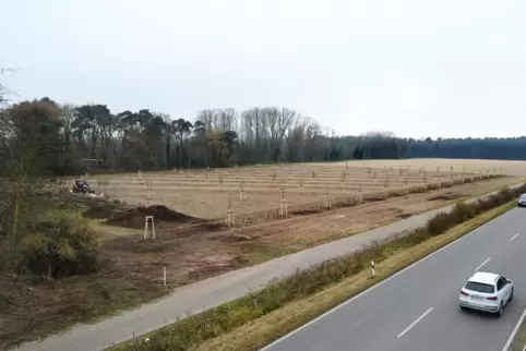 In Reih und Glied: die Bäumchen auf dem knapp zwei Hektar großen Grundstück westlich von Dudenhofen.