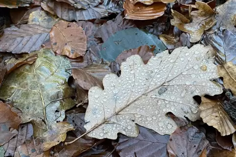 Die Blätter sind gefallen: Nass und kalt zeigte sich der November vor allem zum Monatsende. 