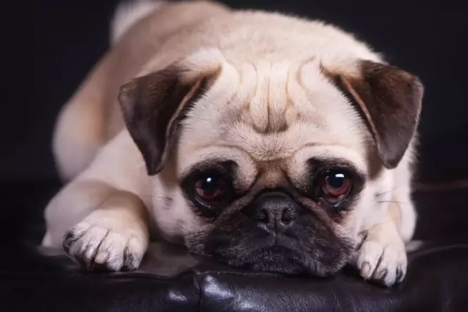 Der Mops schaut süß, kann aber wegen seiner verkürzten Schnauze oft nicht gut atmen.