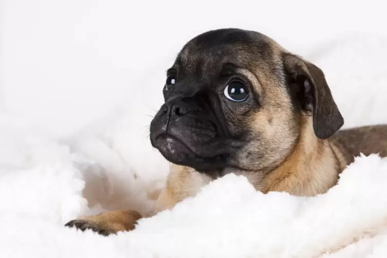 Der sogenannte Retro-Mops hat eine l&auml;ngere Schnauze.