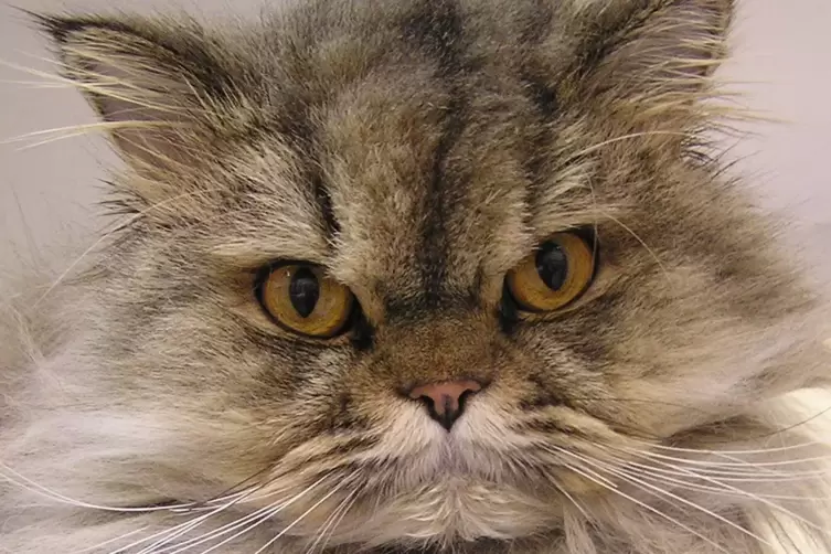 Perserkatzen k&ouml;nnen unter Atemnot leiden. 