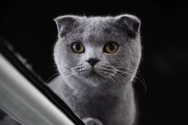 Scottish-Fold-Katzen sind eine umstrittene Rasse. 