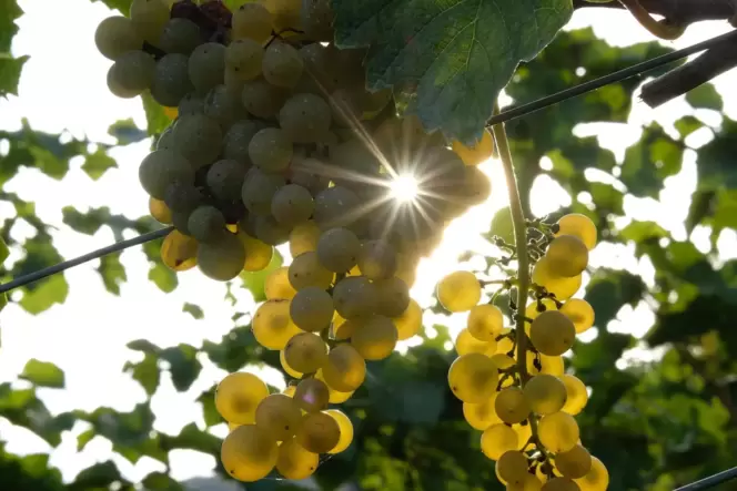 Bald soll auch im Stadtrat über das Thema Verpachtung der Weinberge gesprochen werden. Bald soll auch im Stadtrat über das Thema Verpachtung der Weinberge gesprochen werden.