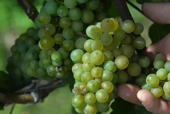 weinbau