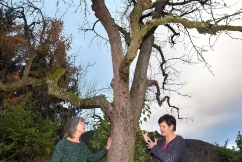 Der Sieger-Obstbaum: Waltraud Blarr mit Christa Lührmann am Birnbaum im Gimmeldinger Garten. 