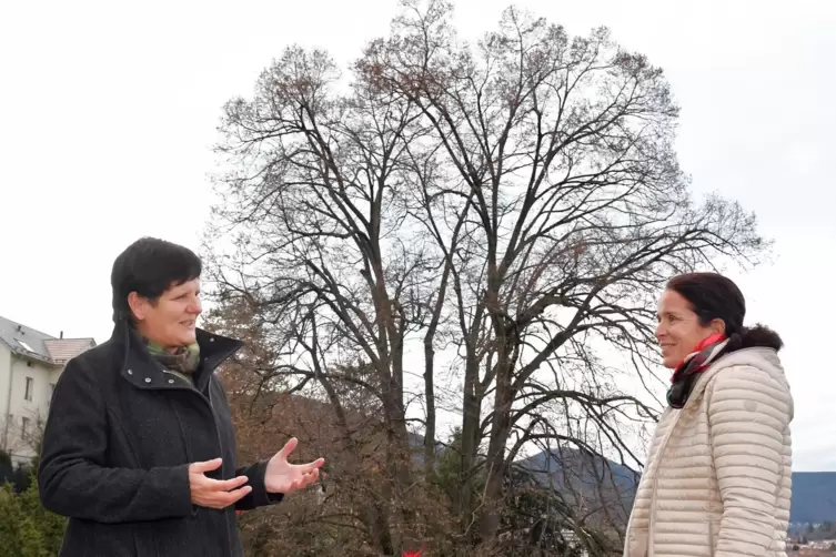 In der Linde von Sandra M&uuml;ller leben auch Flederm&auml;use. Dezernentin Blarr lobt den Beitrag, der f&uuml;r die Artenvielfalt geleistet w