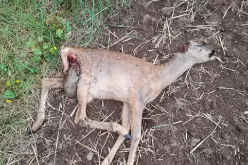 Vor allem Fahrerfluchten ärgern Lothar Hochreuter nach einem Wildunfall, weil verunglückte Rehe danach Qualen erleiden können, o