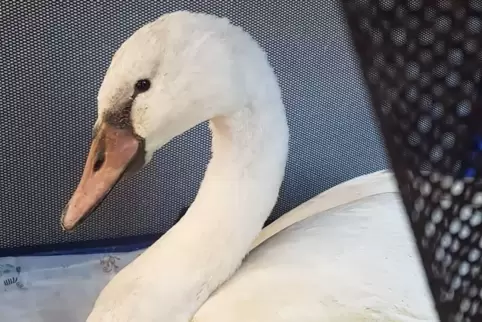 Mittlerweile geht es dem durch Schläge auf den Kopf verletzten Schwan wieder besser. 