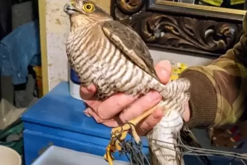 Der Falke wurde einer Falknerei übergeben. 