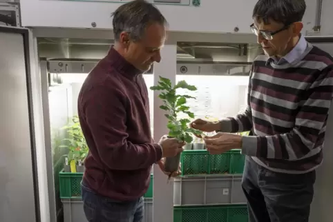 Biologieprofessor Matthias Hahn (rechts) und Projektkoordinator Stefan Seegmüller forschen gemeinsam an mehltauresistenten Eiche