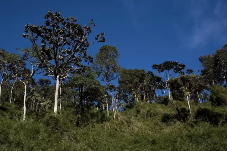 Nach 25 Jahren hat der Nebelwald diese einstigen Weiden im Küstengebirge von Ecuador bereits recht gut wieder zurückerobert.