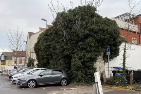 Parkplatz Löffelgasse: Blick auf das allzu üppig wachsende Efeu an Häusern der Wormser Straße. Parkplatz Löffelgasse: Blick auf das allzu üppig wachsende Efeu an Häusern der Wormser Straße.