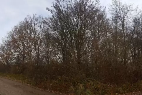 Das Pappelwäldchen soll der Erschließungsstraße weichen. 