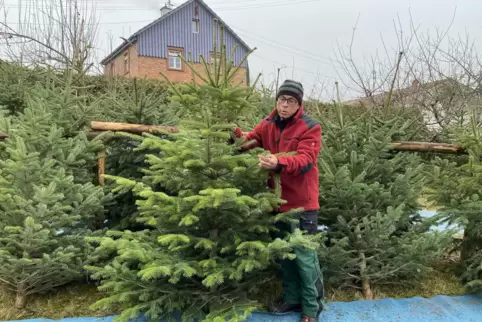 Bis Heiligabend bietet Willi Rapp Weihnachtsbäume auf seinem Grundstück in Spirkelbach an.