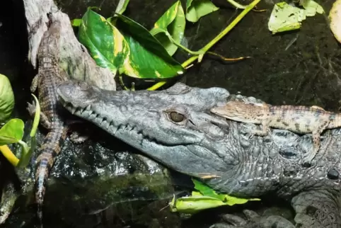 Nicht flauschig, aber putzig: Philippinenkrokodil mit Nachwuchs. 