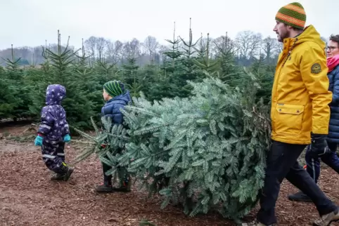 Familien können wieder Christbäume im Pfälzerwald fällen.