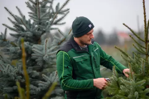 Wir sagen euch, wo am Wochenende im Pfälzerwald selbst Christbäume geschlagen werden können, 