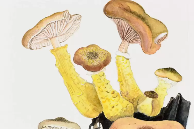 Zwiebelfüßiger Hallimasch (Armillaria Cepistipes).