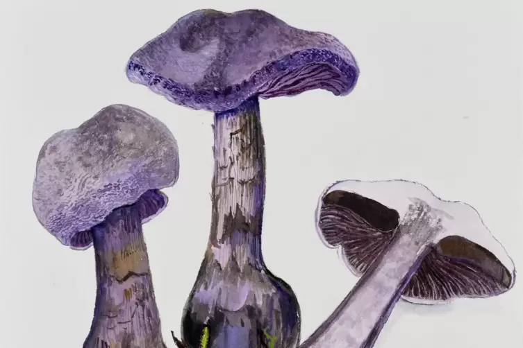 Dunkelvioletter Nadelwaldschleierling (Cortinarius hercynicus).