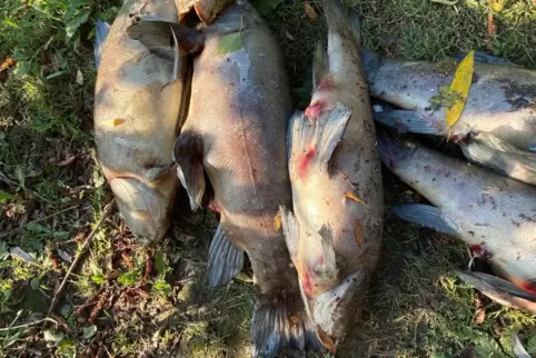 Vor allem große Fische sind verendet.