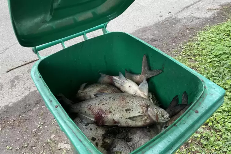 Die Angler sammelten die Kadaver in M&uuml;lltonnen.