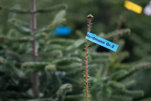 In der Corona-Krise gefragter denn je: Christbäume als Tradition zu Weihnachten. 