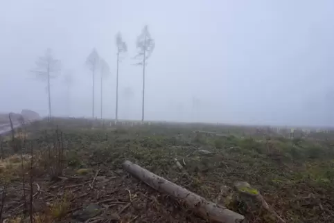 Große Waldflächen im Westerwald zwischen Neuhäusel und Montabaur mussten aufgrund des Borkenkäferbefalls gerodet werden.