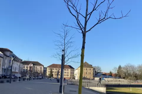 Erst gelb, dann weiß und der Baum ist vor zu starken Sonnenstrahlen geschützt. 