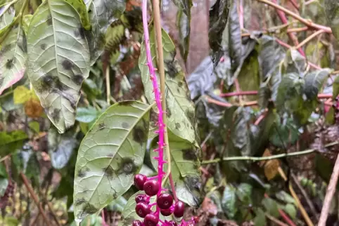 Sehr verlockend, aber für den menschlichen Verzehr kaum geeignet: Die Früchte der Kermesbeere, die immer öfter im Pfälzerwald zu
