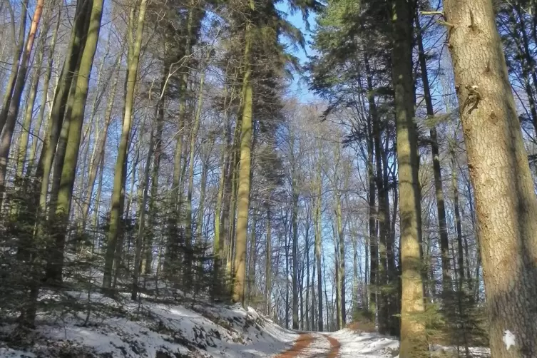 Auch im D&uuml;rkheimer Wald geht die Fichte zur&uuml;ck.