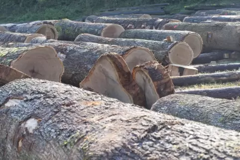 Eichen in Johanniskreuz: Der Holzverkauf lohnt sich wieder. Die Preise sind in diesem Jahr deutlich gestiegen. 