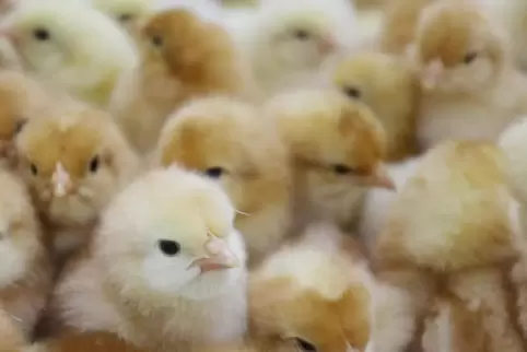 Frisch geschlüpfte Hühnerküken: Millionen von männlichen Tieren wurden bisher in der Legehennenproduktion getötet. Ab Januar ist
