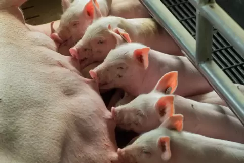 Niedrige Fleischpreise, hohe Kosten: Besonders die Schweinezüchter haben große Schwierigkeiten. 