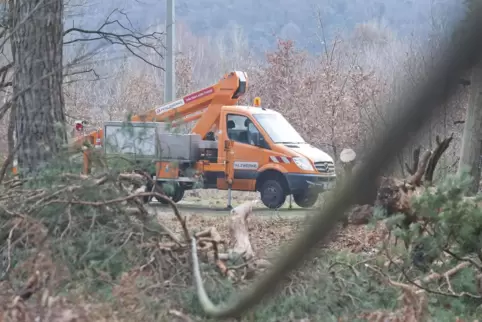 Bäume haben am Dienstagnachmittag Stromleitungen im Pfälzerwald beschädigt. 