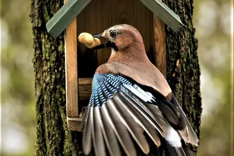 Ein leckerer Happen für den Eichehäher. Er zeigt seine typische Flügelfärbung am Futterhaus. 